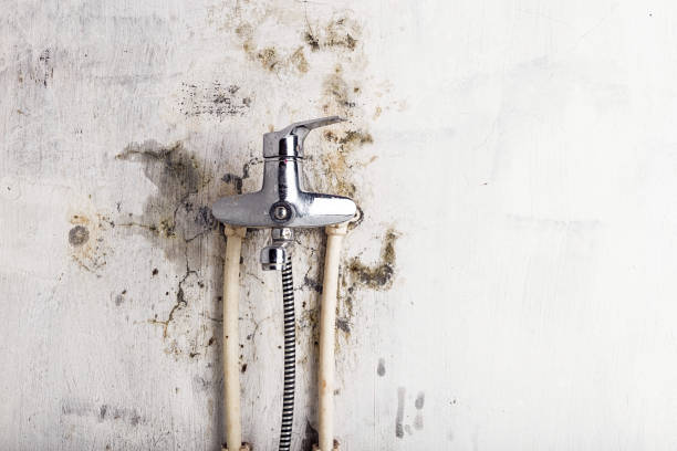 Best Industrial Mold Remediation in Edwardsvle, IL
