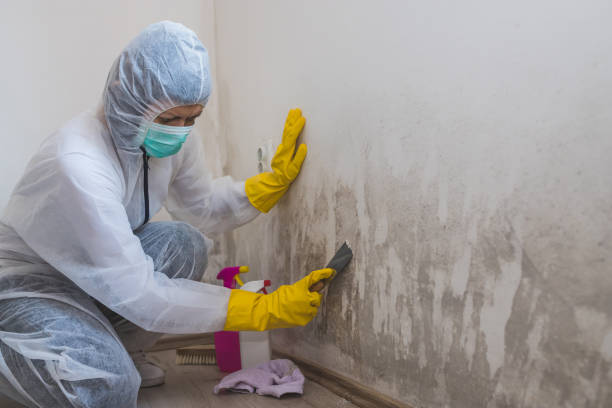 Best Mold Testing and Inspection Services in Edwardsvle, IL