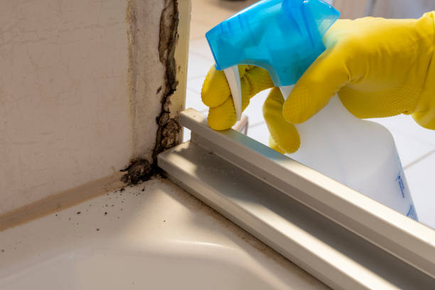 Best Black Mold Remediation in Edwardsvle, IL