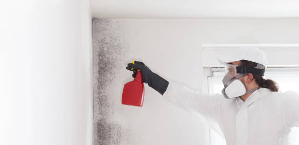 Best Crawl Space Mold Remediation in Edwardsvle, IL