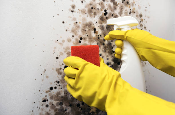 Best Residential Mold Remediation in Edwardsvle, IL