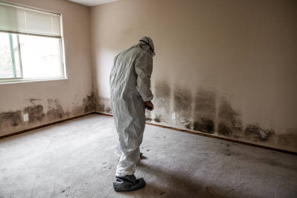 Professional Mold Remediation in Edwardsville, IL
