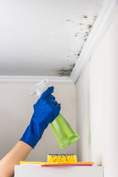 Best Insurance-Related Mold Remediation in Edwardsvle, IL