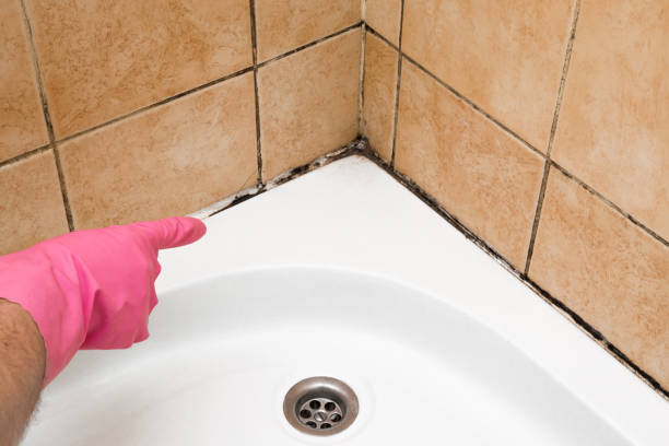 Best Health and Safety Mold Remediation in Edwardsvle, IL